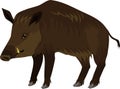 European wild boar Sus scrofa